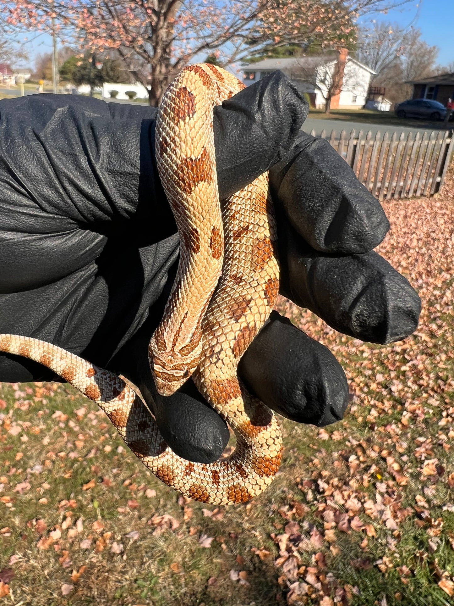 Anaconda het sable