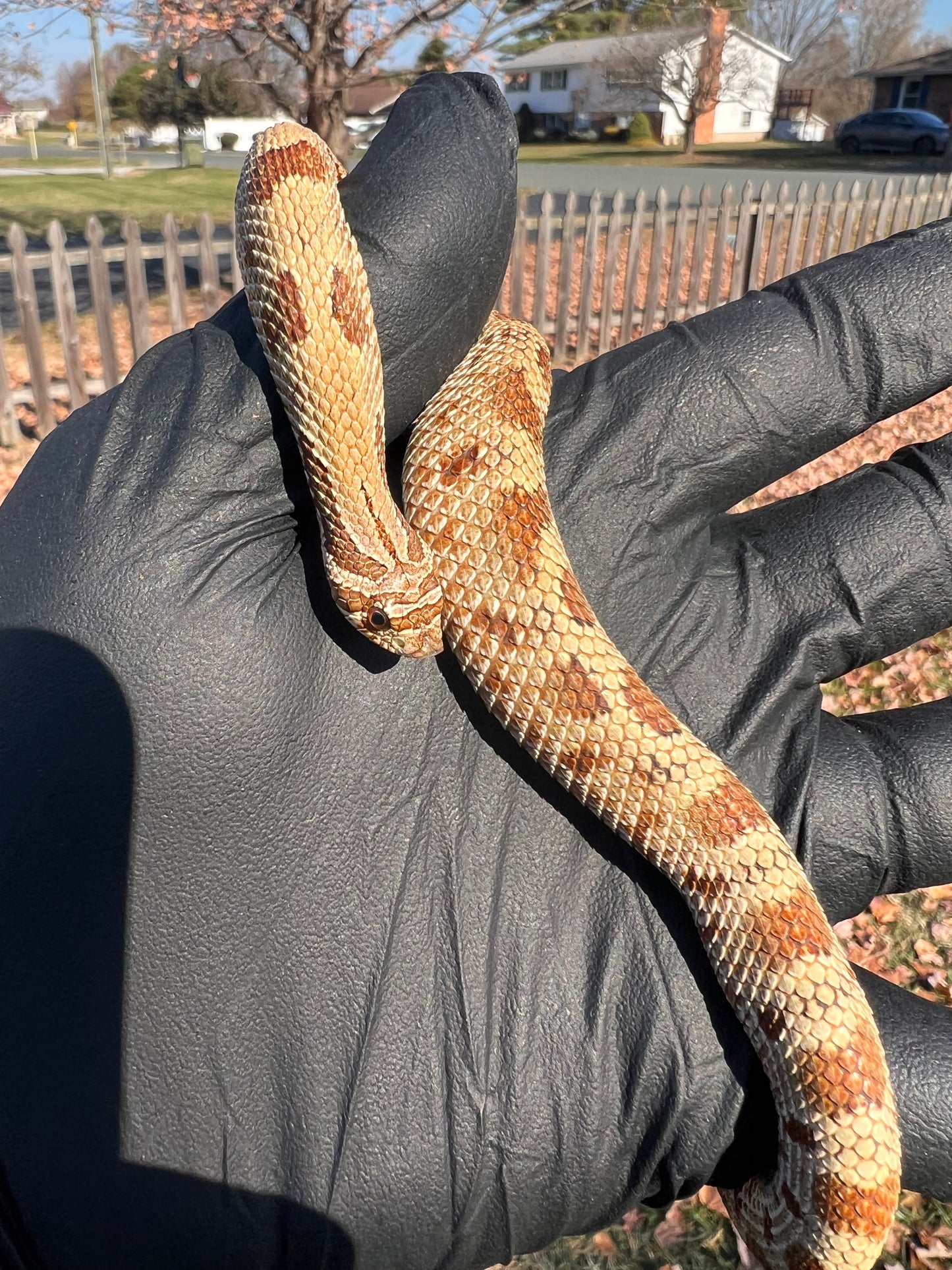 Anaconda het sable