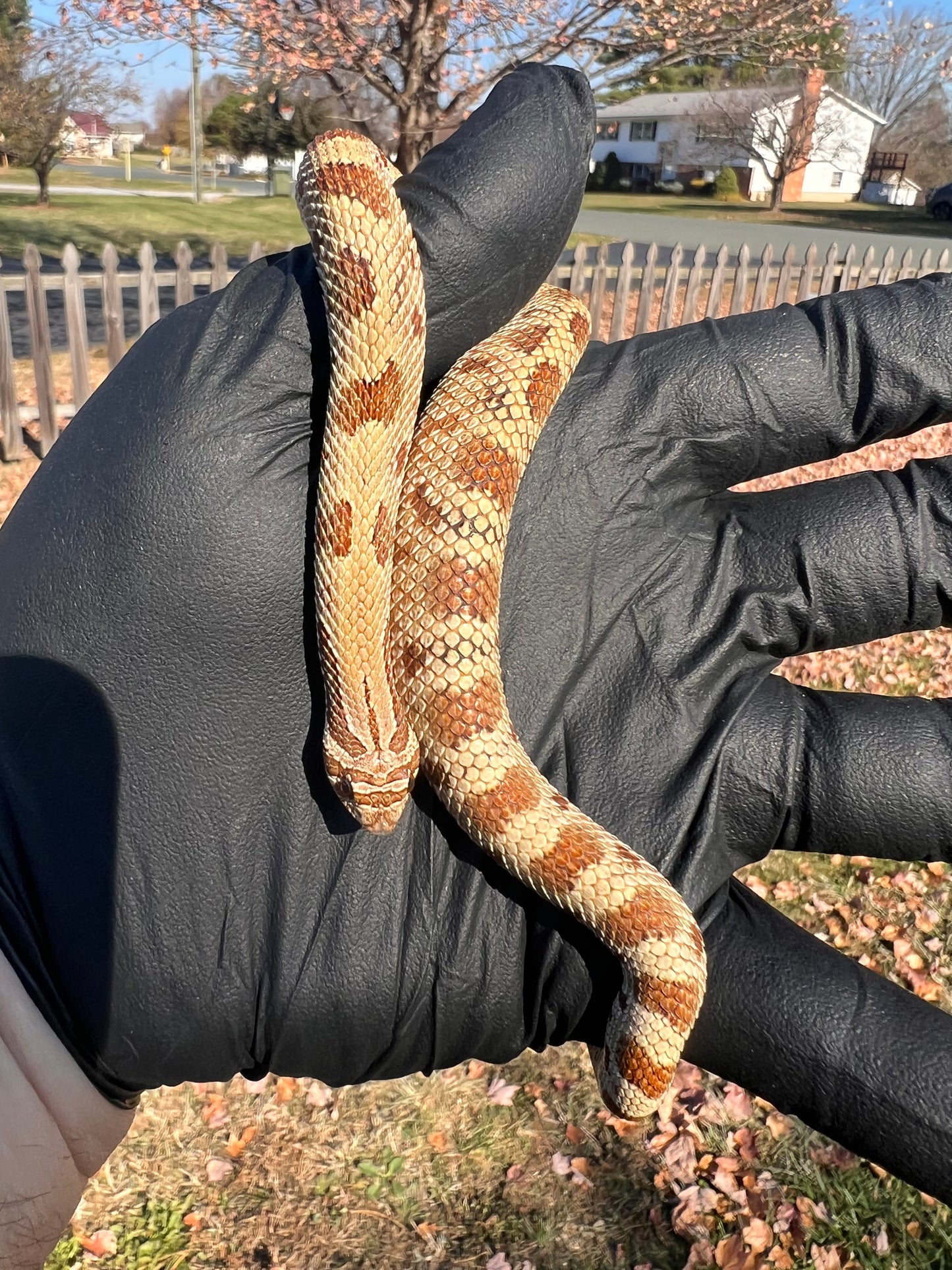Anaconda het sable