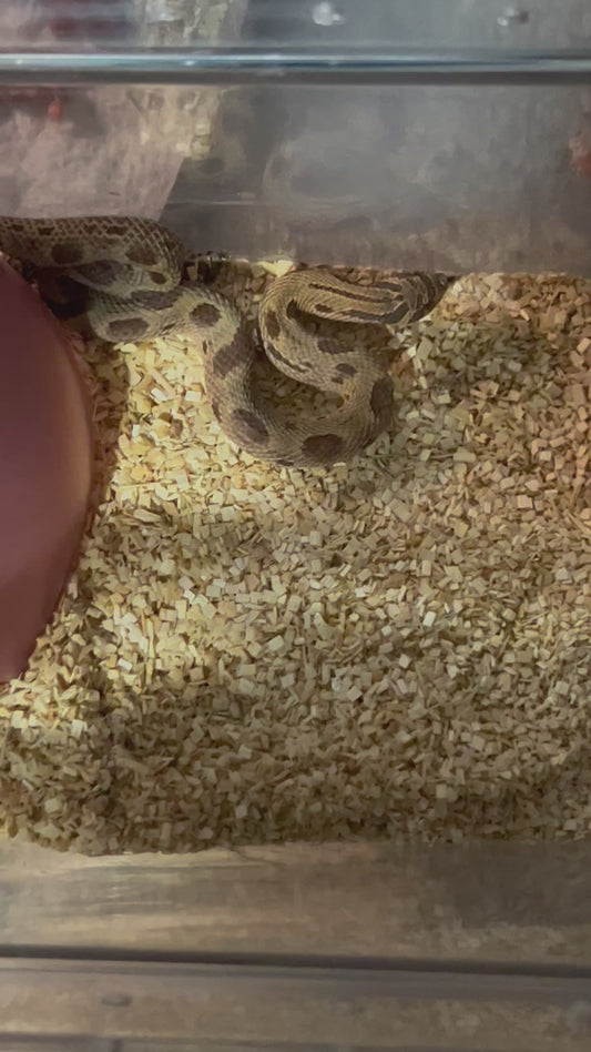Sable anaconda pos het sunburst hognose