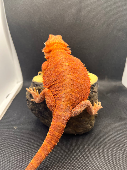 Bearded Dragon